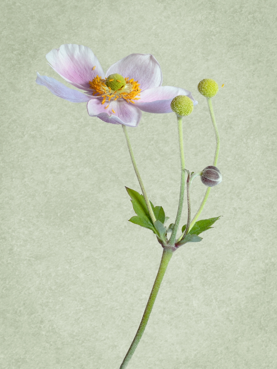 Japanese Anemone